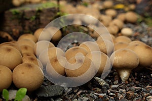 Group puffball in the gravel