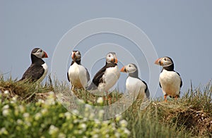 Group of Puffins