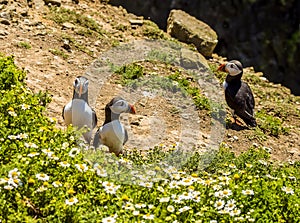 A group of Puffins on the cliff top on Skomer Island breeding ground for Atlantic Puffins