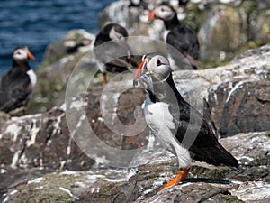 Group of Puffins on the Farne Islands