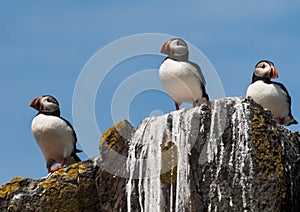 Group of puffins