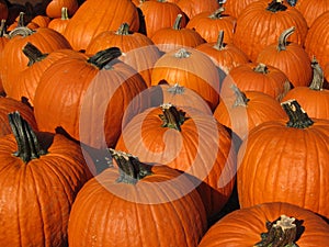 Group of Pumpkins