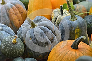 Group of pumpkins