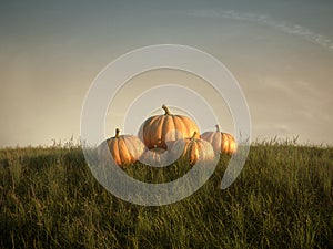 Group of pumpkins on lawn