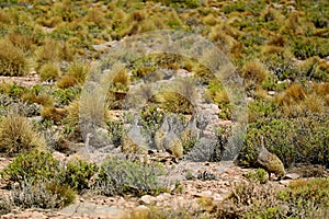 Group of Puna Tinamou Birds Grazing in the Puna Grassland of Eduardo Avaroa Andean Fauna National Reserve, Potosi, Bolivia