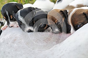 Group of puppies of a jack russell to suck milk from their mother photo