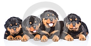 Group of puppies Rottweiler lying together in front view.