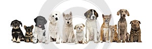 Group of puppies in a row, isolated photo