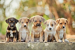 Group of Puppies Sitting Together. Generative AI