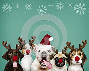 Group of puppies wearing Christmas costumes photo