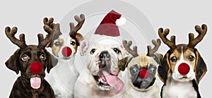 Group of puppies wearing Christmas costumes to celebrate Christmas