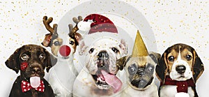 Group of puppies wearing Christmas costumes to celebrate Christmas