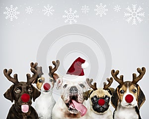 Group of puppies wearing Christmas costumes to celebrate Christmas