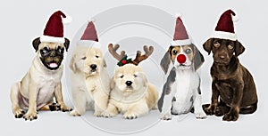 Group of puppies wearing Christmas hats to celebrate Christmas