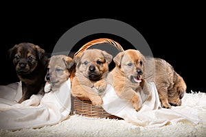 Group of puppies in a wicker basket on a white blanket. Studio photo on a black background