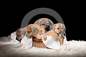 Group of puppies in a wicker basket on a white blanket. Studio photo on a black background