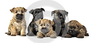 Group of puppy cairn terrier`s are on white