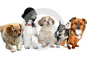 Group of puppy dogs on white