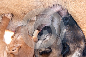 Group of puppy is sucking from the mother`s breast