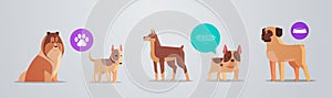 group of purebred dogs with furry human friends home pets collection concept cartoon animals horizontal