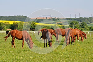 Group of purebred horses