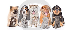 Group of purebred puppies and kittens. on white background photo