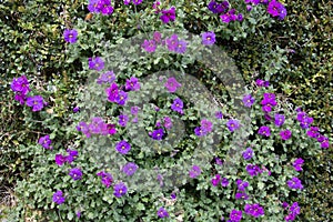 A group of purple Aubretia flowers, Aubrieta cultorum, Purple Cascade flowering in a summer rock garden