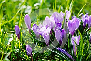 Group of Purple crocus (crocus sativus) with selective/soft focus and diffused background in spring,