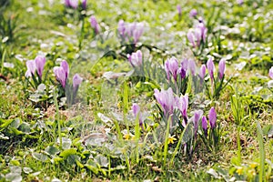 Group of Purple crocus (crocus sativus) with selective/soft focus and diffused background in spring,