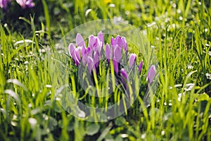 Group of Purple crocus (crocus sativus) with selective/soft focus and diffused background in spring,