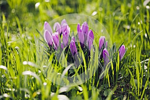 Group of Purple crocus (crocus sativus) with selective/soft focus and diffused background in spring,