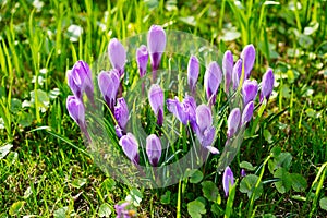 Group of Purple crocus (crocus sativus) with selective/soft focus and diffused background in spring,