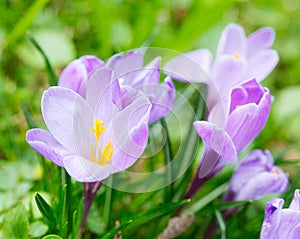 Group of Purple crocus (crocus sativus) with selective/soft focus and diffused background in spring,