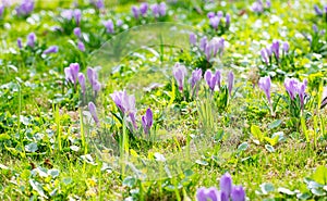 Group of Purple crocus (crocus sativus) with selective/soft focus and diffused background in spring,