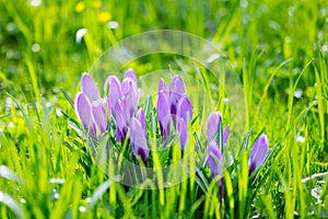 Group of Purple crocus (crocus sativus) with selective/soft focus and diffused background in spring,