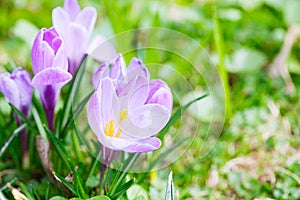 Group of Purple crocus (crocus sativus) with selective/soft focus and diffused background in spring,