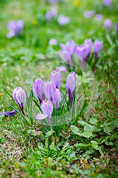 Group of Purple crocus (crocus sativus) with selective/soft focus and diffused background in spring,