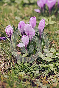 Group of Purple crocus (crocus sativus) with selective/soft focus and diffused background in spring,
