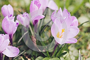 Group of Purple crocus (crocus sativus) with selective/soft focus and diffused background in spring,