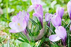 Group of Purple crocus (crocus sativus) with selective/soft focus and diffused background in spring,