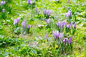 Group of Purple crocus crocus sativus with selective/soft focu