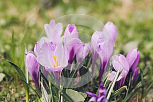 Group of Purple crocus crocus sativus with selective/soft focu