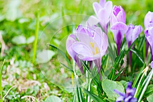 Group of Purple crocus crocus sativus with selective/soft focu