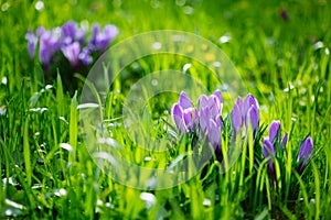 Group of Purple crocus crocus sativus with selective/soft focu