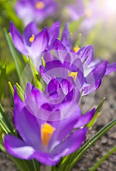 Group of purple crocus flowers on sunny day macro