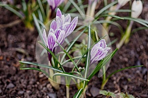 Group of purple crocus longiflorus flowers in spring garden