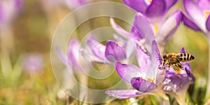 A group of purple crocuses flowers blooms in spring and a bee