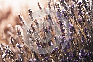 Group of purple flowers at sunset.