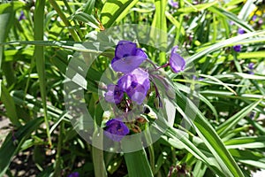 Group of purple flowers of Tradescantia virginiana