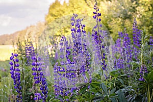 A group of purple lupins in a field